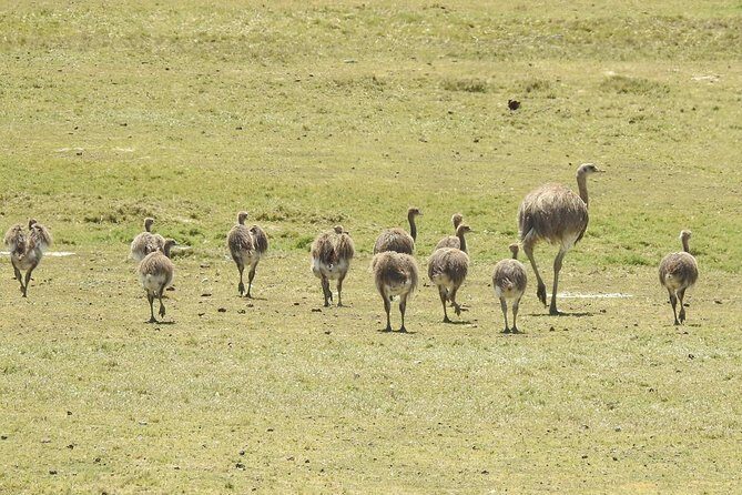 SIB Cruise Shore Excursion Peninsula Valdes - Pto Madryn - Patagonia Argentina - The Journey Begins: From Puerto Madryn to the Peninsula