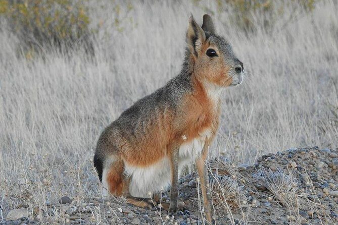 SIB Cruise Shore Excursion Peninsula Valdes - Pto Madryn - Patagonia Argentina - Frequently Asked Questions