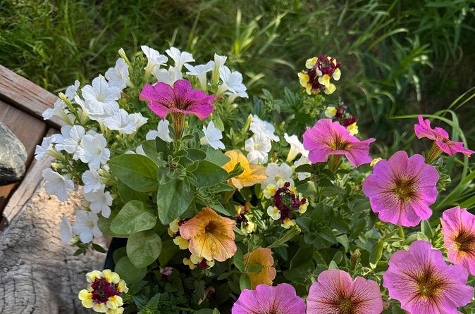 Siberian Husky Kennel Tour in Fairbanks Alaska - FAQs About the Siberian Husky Kennel Tour