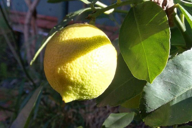 Sicilian Cooking Class in Palermo - Key Points