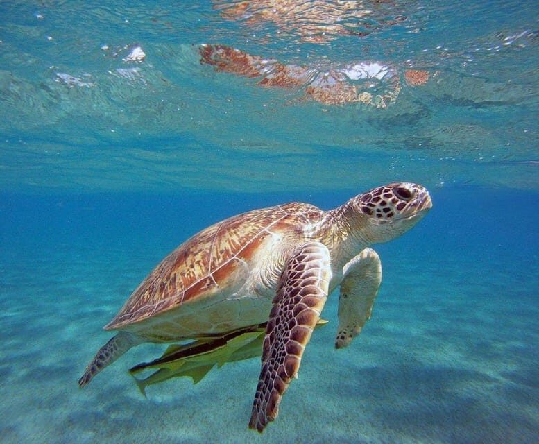 Side: Alanya Boat Tour to the Cleopatra Beach & Hidden Bays - FAQ