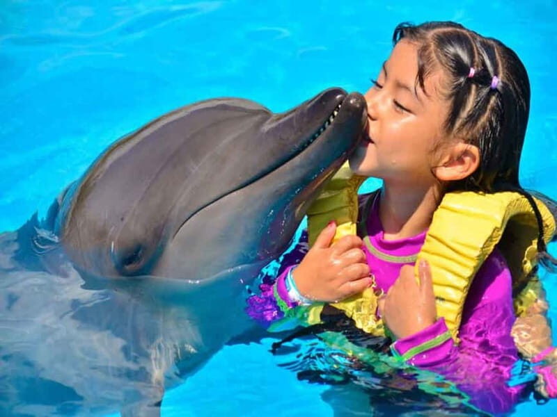 Side/Alanya: Swimming with Dolphins and Dolphin Show - A Closer Look at the Experience