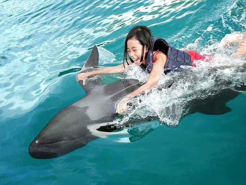 Side/Alanya: Swimming with Dolphins and Dolphin Show - Practical Tips for Travelers