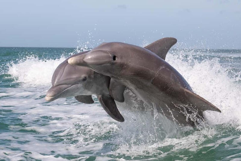 Side Dolphin Island Boat Cruise with Lunch & Drinks - Who Will Love This Tour?