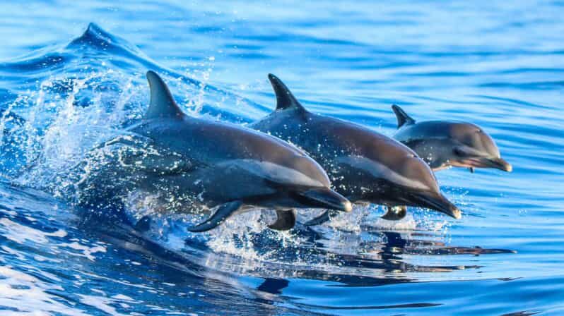 Side: Dolphin Island Boat Trip with Lunch & Unlimited Drinks - Experience the Side Dolphin Island Boat Trip: A Practical Guide