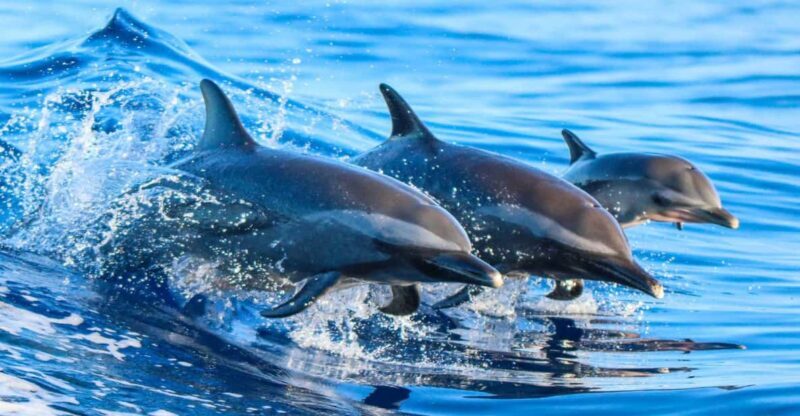 Side: Dolphin Island Boat Trip with Lunch & Unlimited Drinks - Practical Aspects and Value