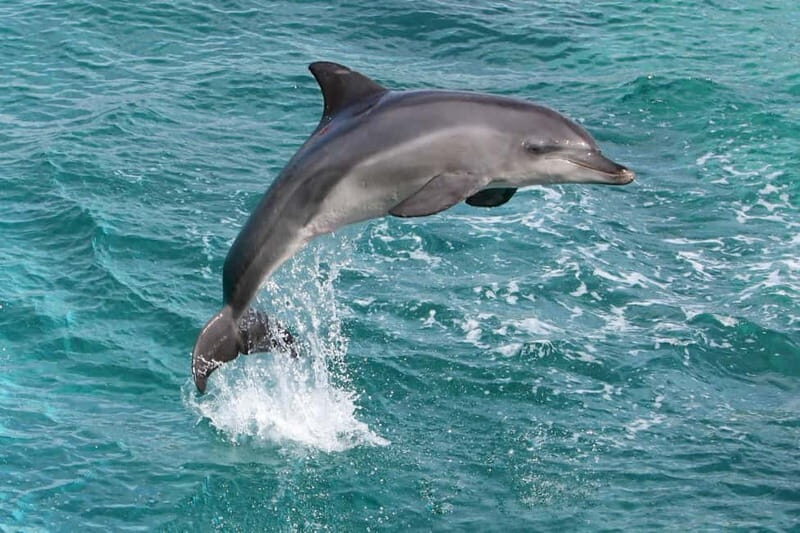 Side: Dolphins Island Cruise with Swimming Stops and Lunch - Experience the Best of the Turkish Riviera on the Side Dolphins Island Cruise