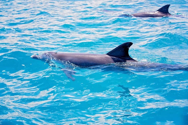Side: Dolphins Island Cruise with Swimming Stops and Lunch - Final Words: Is This Tour Right for You?