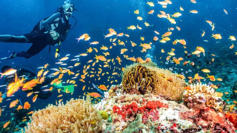 Side: Scuba Diving Tour Journey To The Depths Of The Blue - An In-Depth Look at the Side Scuba Diving Tour