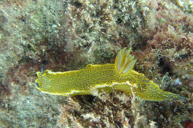 Side: Scuba Diving Under Water Museum - Final Thoughts: Is It Worth It?