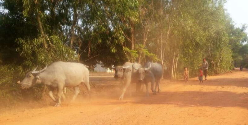 Siem Reap: 3-Hour Ancient Trails Motorbike Tour - Who Will Love This Tour