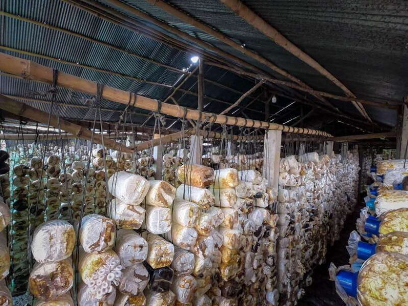 Siem Reap: Afternoon Cooking Class & Village Tour - Final Word