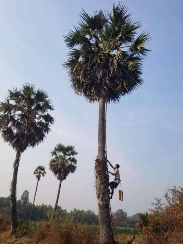 Siem Reap: Authentic Village Tour with Ox Cart Ride - The Sum Up