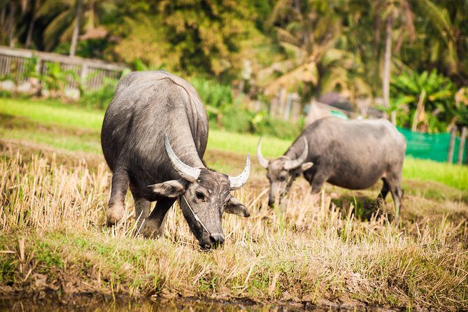 Siem Reap Countryside Guided Tour by Bike and E-Bike with Snacks - Itinerary Breakdown