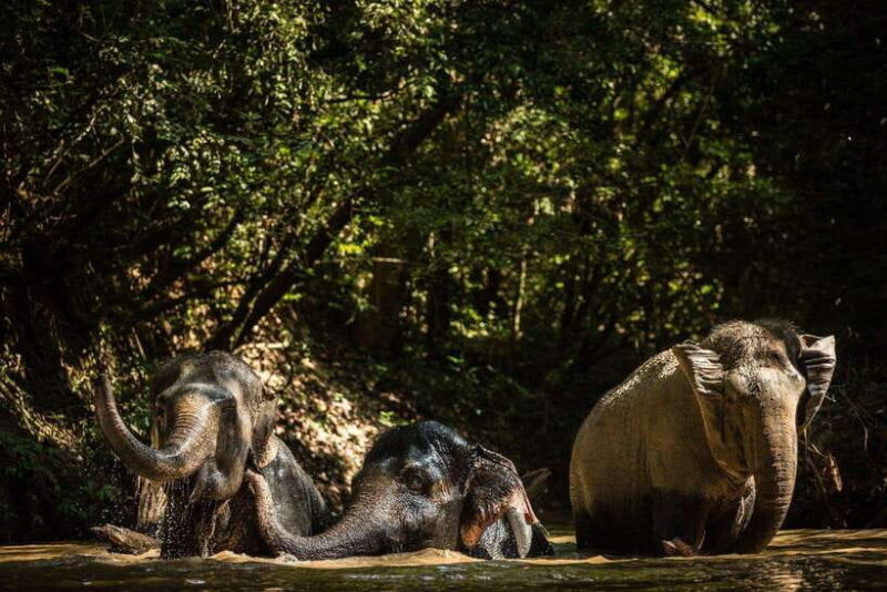 Siem Reap: Dine with Elephants, a Nature & Wildlife Journey - A Deep Dive into the Siem Reap Elephant Experience