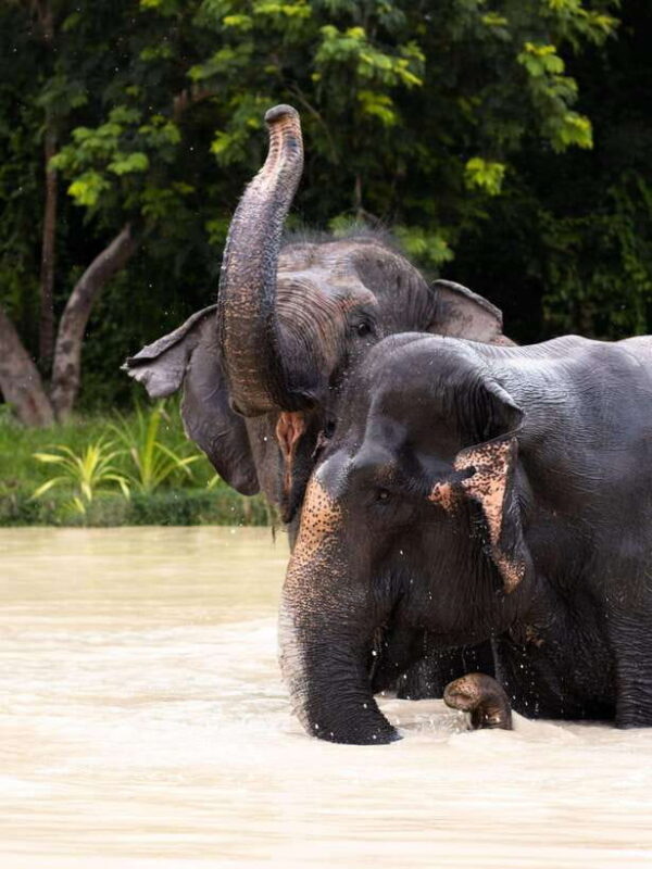 Siem Reap: Dine with Elephants, a Nature & Wildlife Journey - Authentic Experiences Matter