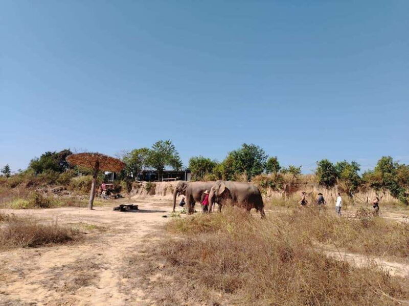 Siem Reap: Elephants & Apopo Rat Demining Private Trip - The Experience in Detail