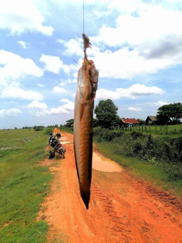 Siem Reap: Fishing in the rice fields, in the villages of Siem Reap - Final Thoughts: Is This Tour for You?