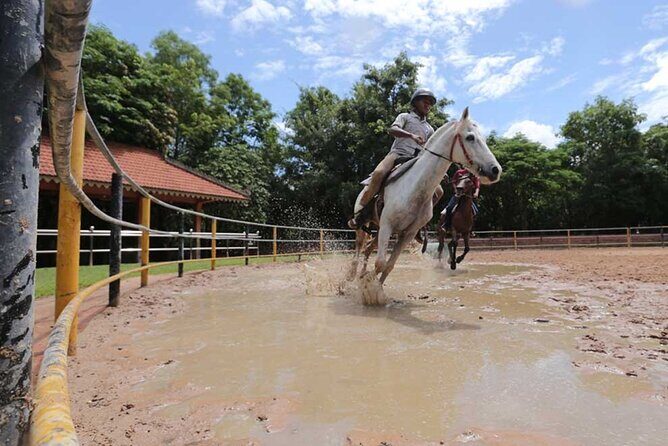 Siem Reap Happy Horse Riding - A Deep Dive into Siem Reap Happy Horse Riding