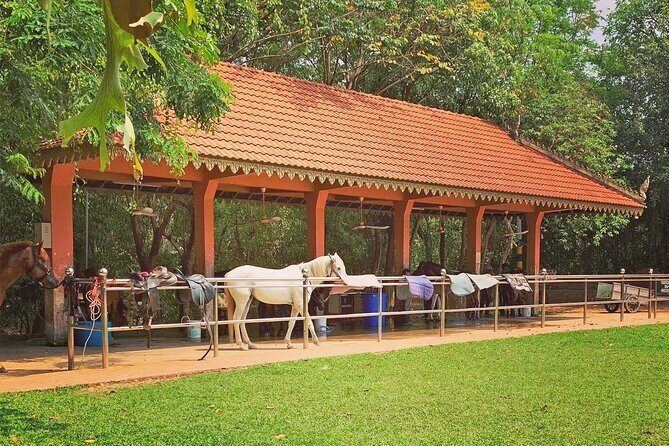 Siem Reap Happy Horse Riding - The Sum Up: Is This Horse Riding Tour Worth It?