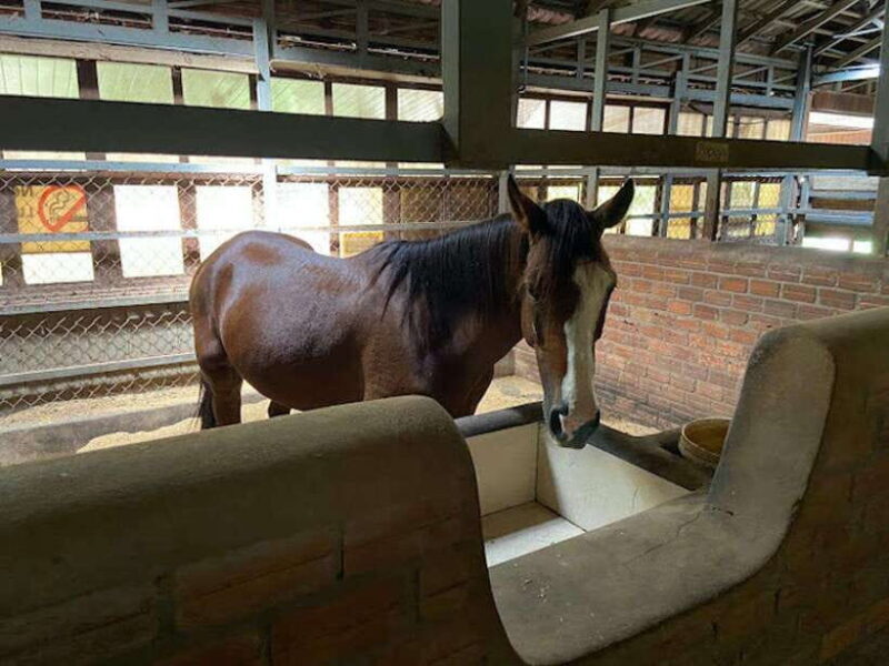 Siem Reap Happy Horse Riding Free Pick-up & Drop-off - A Deep Dive Into the Siem Reap Horse Riding Experience