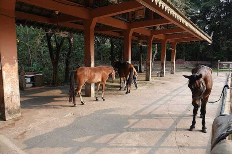 Siem Reap Happy Horse Riding Free Pick-up & Drop-off - Final Thoughts