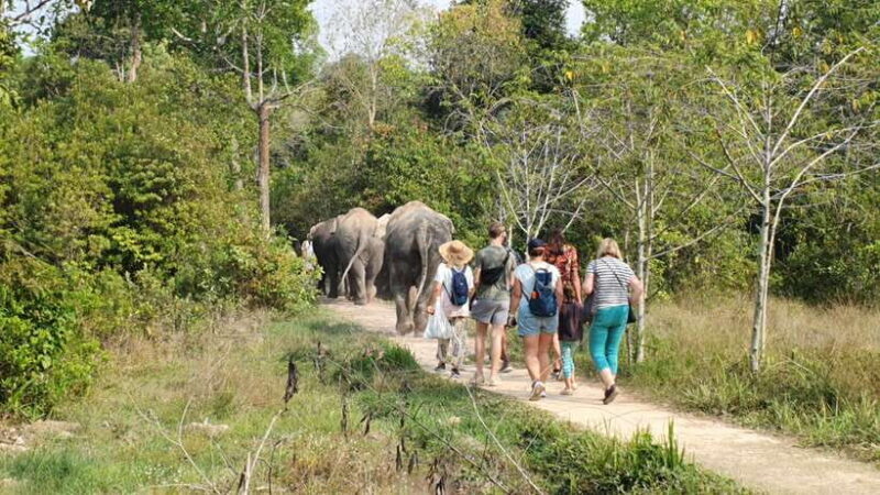 Siem Reap: Kulen Elephant Forest Guided Tour - Who Should Consider This Tour?