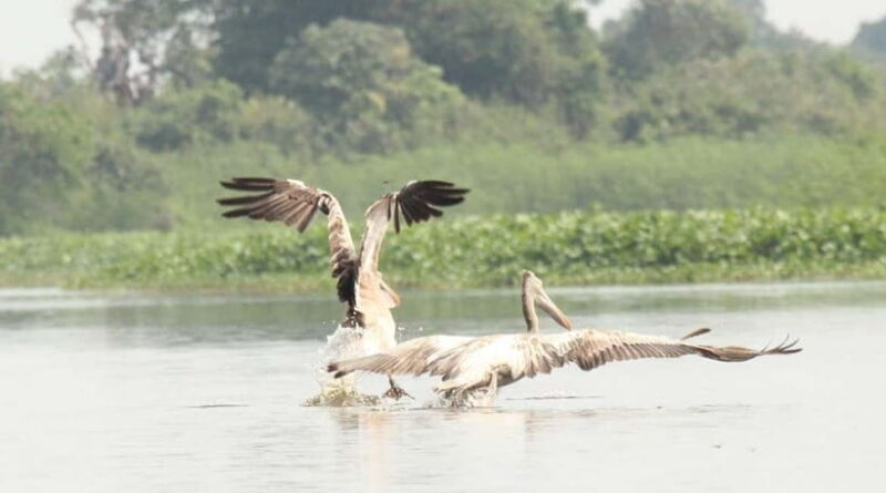 Siem Reap: Prek Toal Bird Colony, Silk Farm & Cooking - Detailed Review of the Siem Reap: Prek Toal Bird Colony, Silk Farm & Cooking Tour