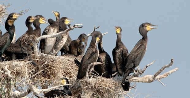 Siem Reap: Prek Toal Tonle Sap Biosphere Reserve Tour - Final Thoughts: Is It Worth It?