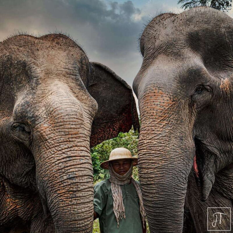 Siem Reap: Small Group Tour of Kulen Elephant Forest - What Makes This Tour Stand Out?