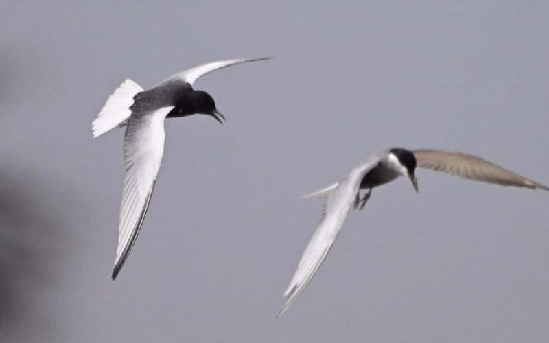 Siem Reap: Sunrise Bird Watching Tour with Guide - Why This Tour Is a Value