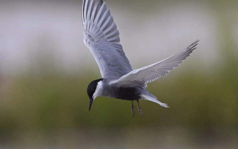 Siem Reap: Sunrise Bird Watching Tour with Guide - Who Will Love This Tour?