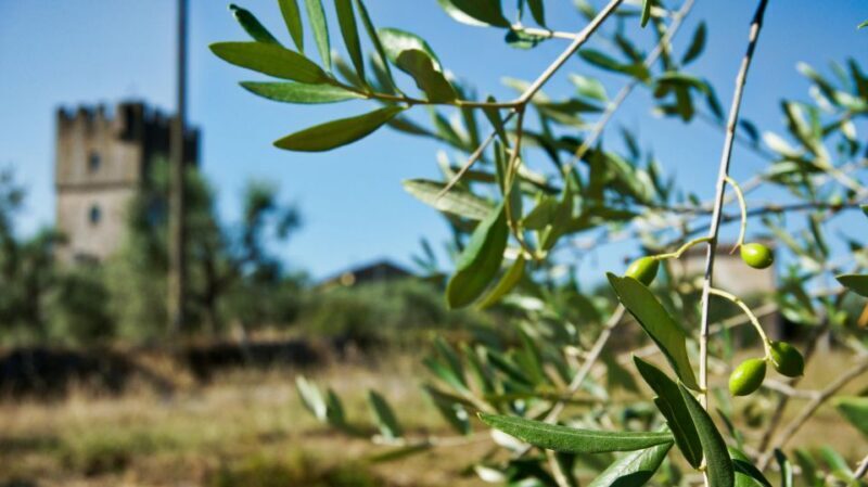 Siena: Half-day Guided Hike to Monteriggioni - Authentic Experience for Active & Curious Travelers