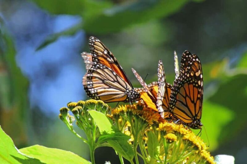 Sierra Chincua and Tlalpujahua: Monarch Butterflies and a Magical Town - Key Points