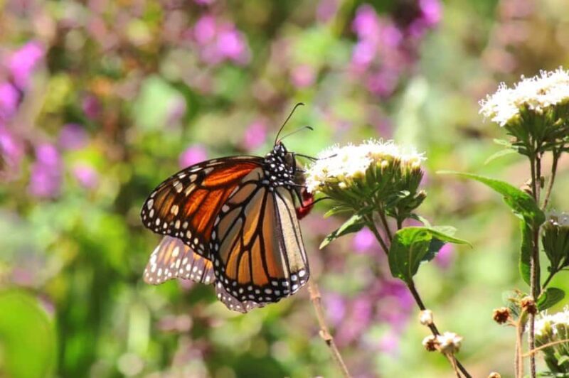 Sierra Chincua and Tlalpujahua: Monarch Butterflies and a Magical Town - Exploring Sierra Chincua and the Monarch Butterflies
