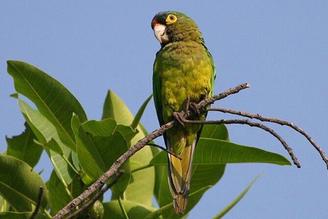 SIerra Madre Highland bird and Tuito - Why This Tour Offers Great Value