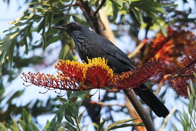 SIerra Madre Highland bird and Tuito - Final Thoughts: Is It Worth It?