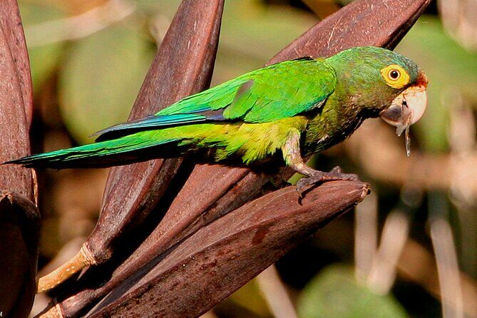 SIerra Madre Highland bird and Tuito - Frequently Asked Questions