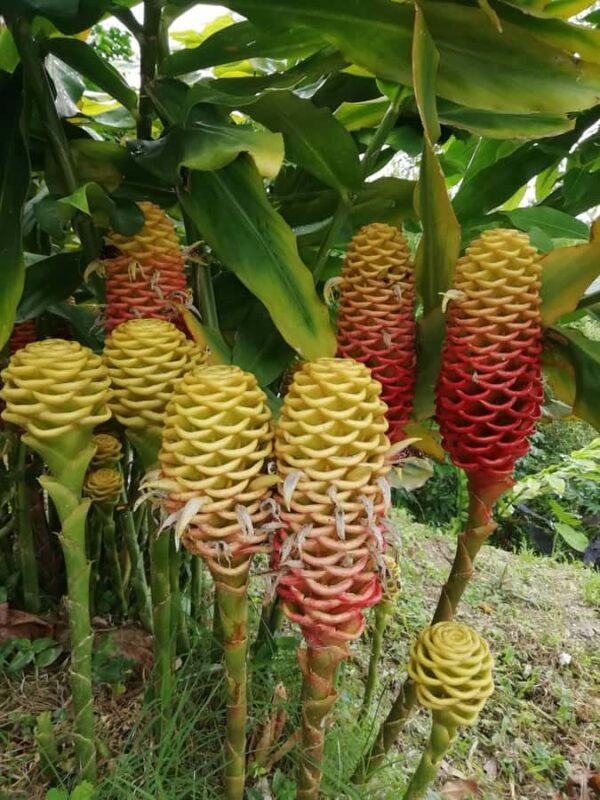 Sierra Minca Day Tour - Practical Details: What You Need to Know