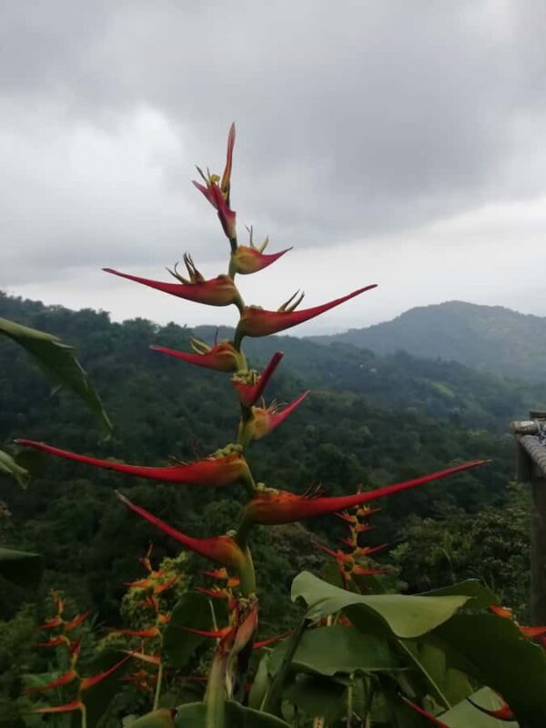 Sierra Minca Day Tour - Authentic Experiences & Tips