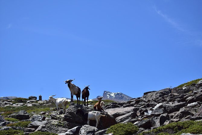 Sierra Nevada Tour (Granada) - Exploring the Sierra Nevada with a Guided Eye