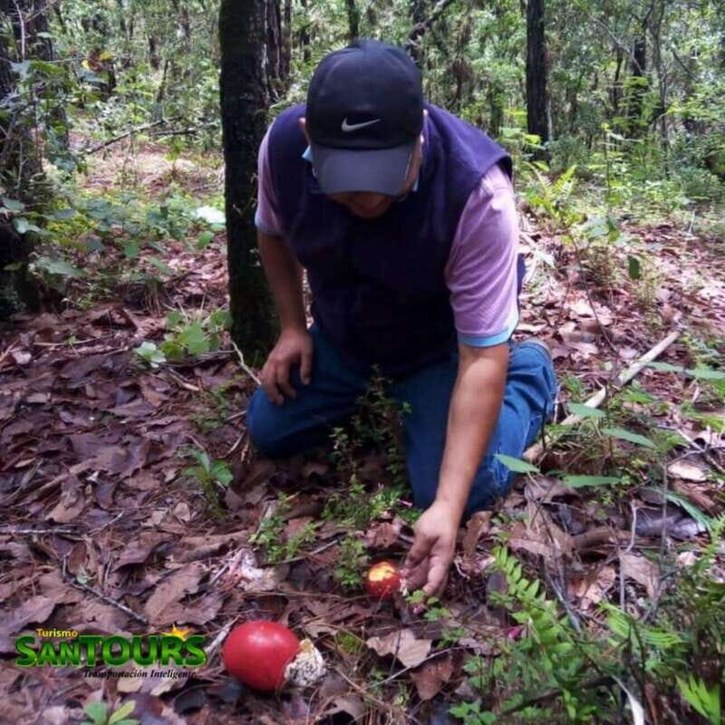 Sierra Norte: Eco Adventure Tour - Discover Sierra Norte: An Authentic Eco-Adventure in Oaxaca