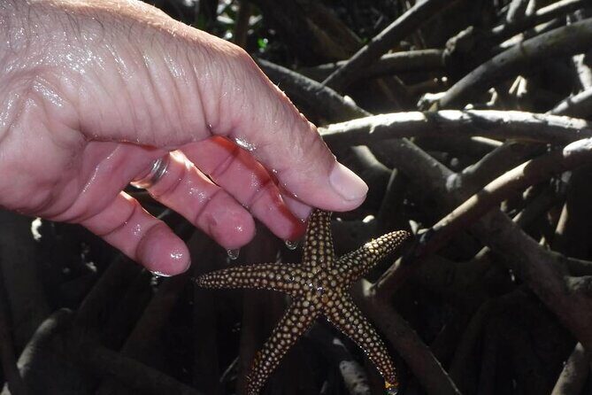 Siesta Key Guided Eco Tour - Final Thoughts: Who Should Book This Tour?