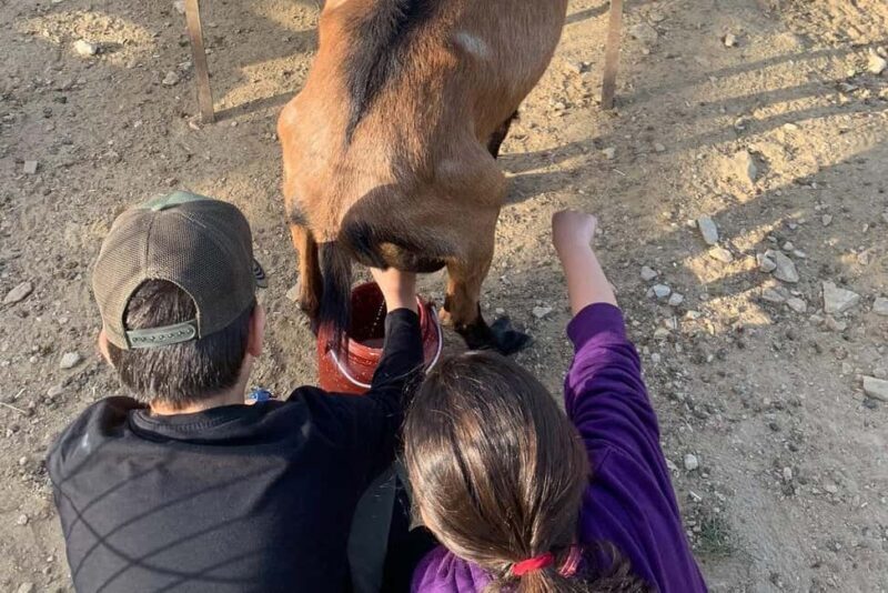 Sifnos: Goat Milking, Cheese-Making & Traditional Dinner - An Up-Cclose Look at Sifnos’ Goat Milking & Cheese-Making Tour