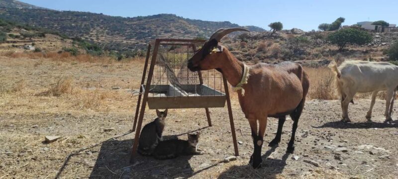 Sifnos: Goat Milking, Cheese-Making & Traditional Dinner - FAQ