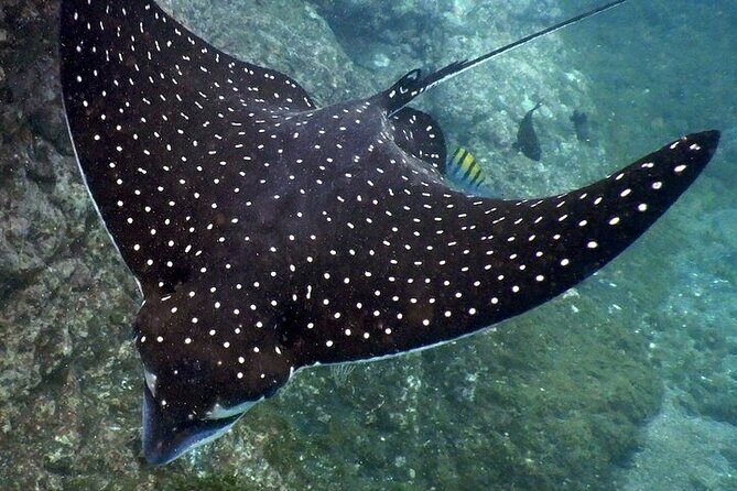 Sighting DE Marine Mammals and Snorkeling - FAQ