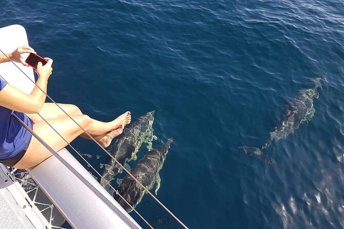 Sighting Dolphin Trip Estepona, Marbella - A Detailed Look at the Estepona Dolphin Sightings Trip