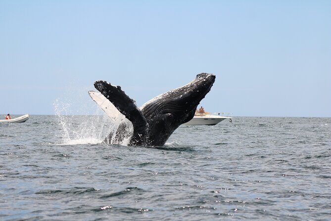 Sighting whale tour in Los Cabos - Exploring the Whale Sighting Tour in Los Cabos: A Balanced Look at an Unforgettable Marine Adventure