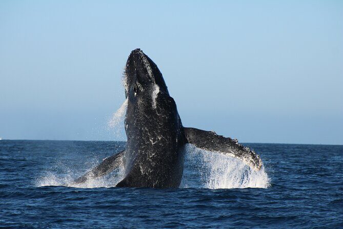 Sighting whale tour in Los Cabos - Key Points