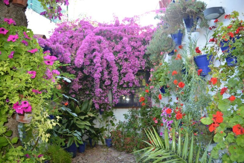 Sights, Sounds, and Scents of Córdoba's Patios - The Value of the Experience